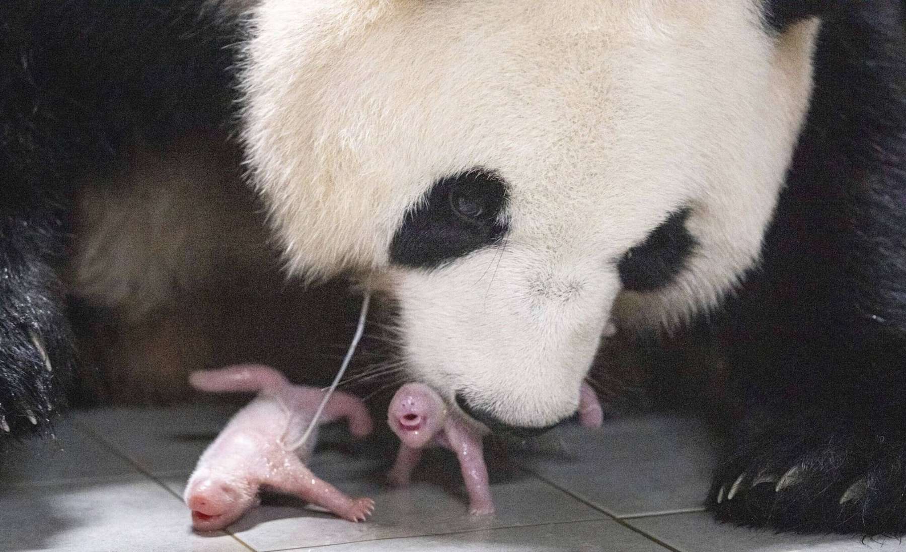 Pandakaksikud emaga