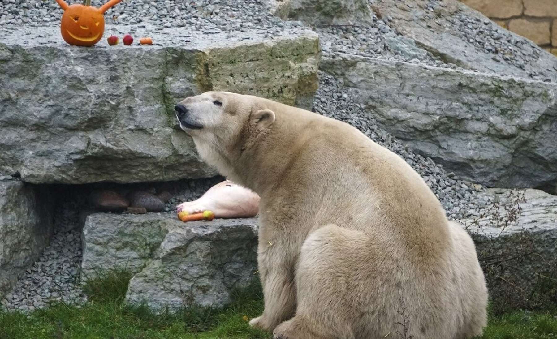 Jääkaru Friida