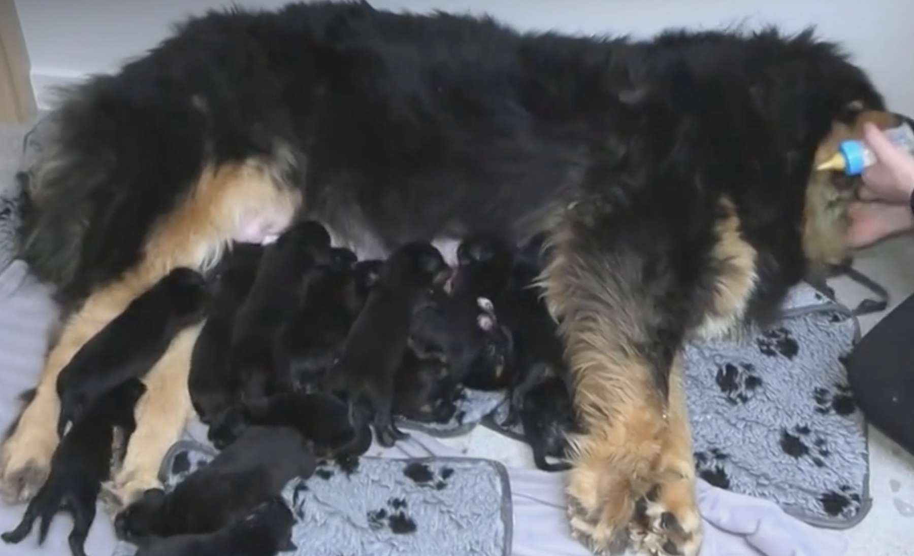 Yamiko tõi ilmale 19 kutsikat.