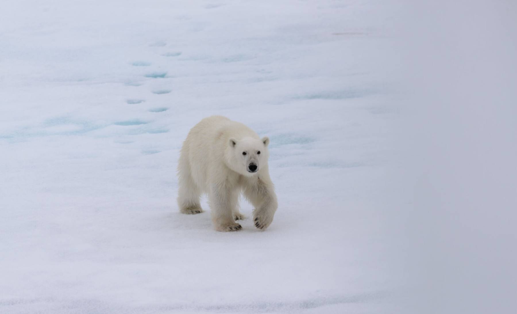 Pilt jääkarust võitis parima eluslooduse foto auhinna