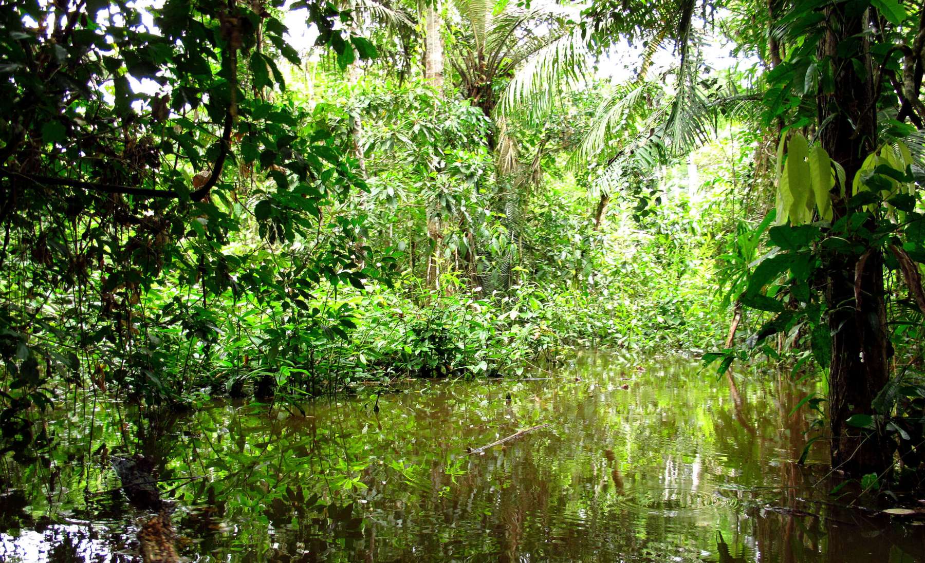 Amazonase vihmametsa 