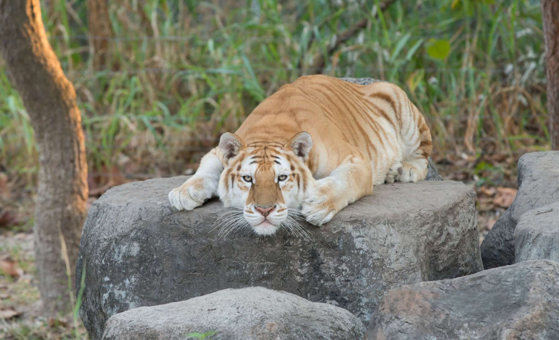 India loomapargis nähti kuldset tiigrit