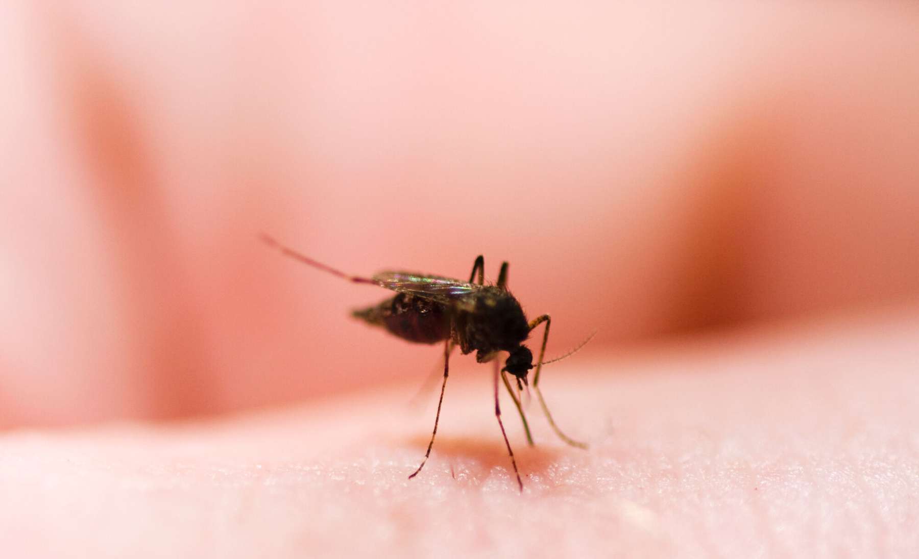 Tülikad sääsed muutsid noormehe jalutuskäigu metsas võimatuks.