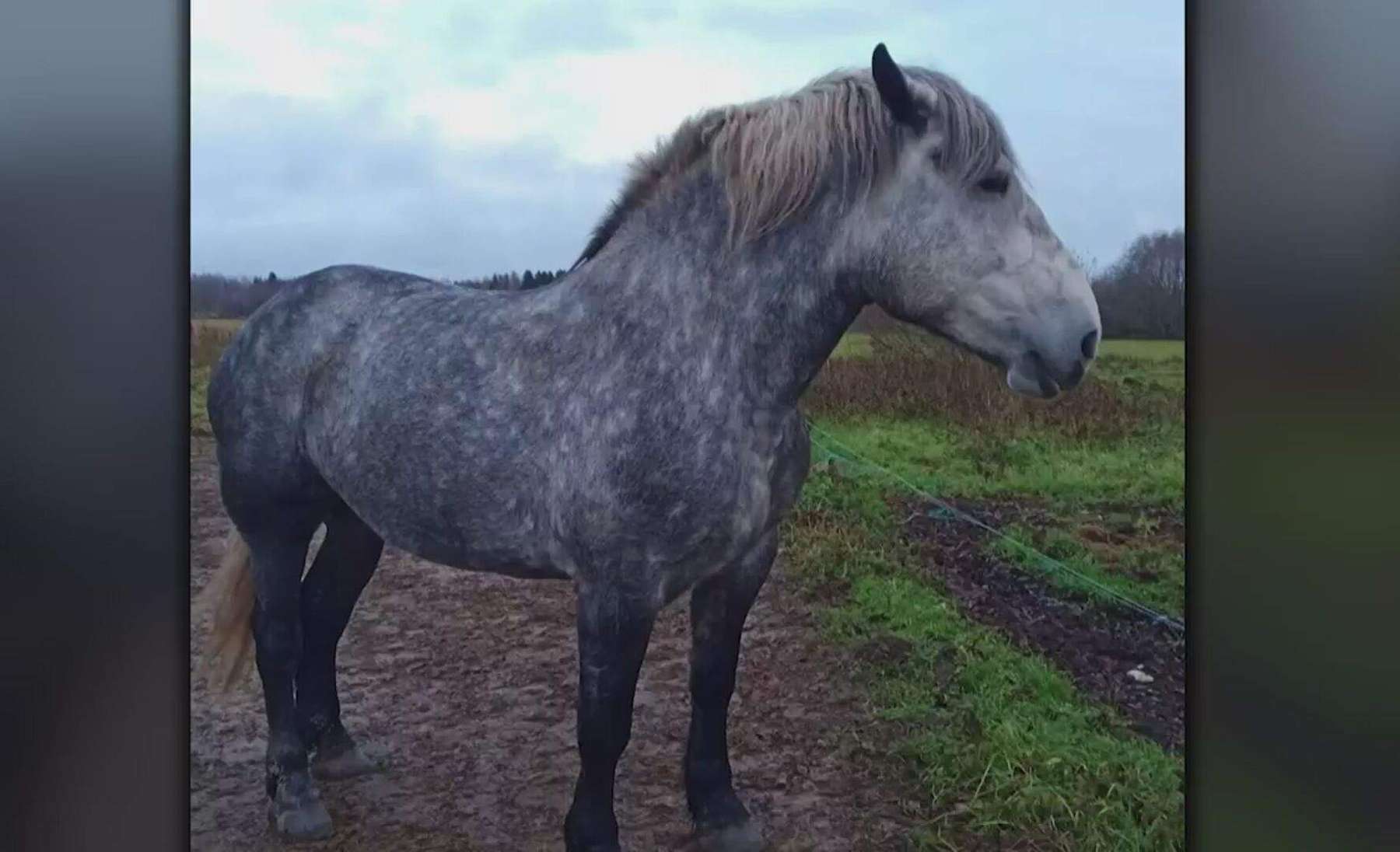 Kati Saara Murutari hobune Diana