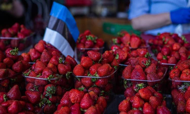 Eesti maasikaid peab veel ootama