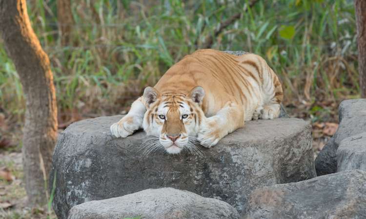 India loomapargis nähti kuldset tiigrit