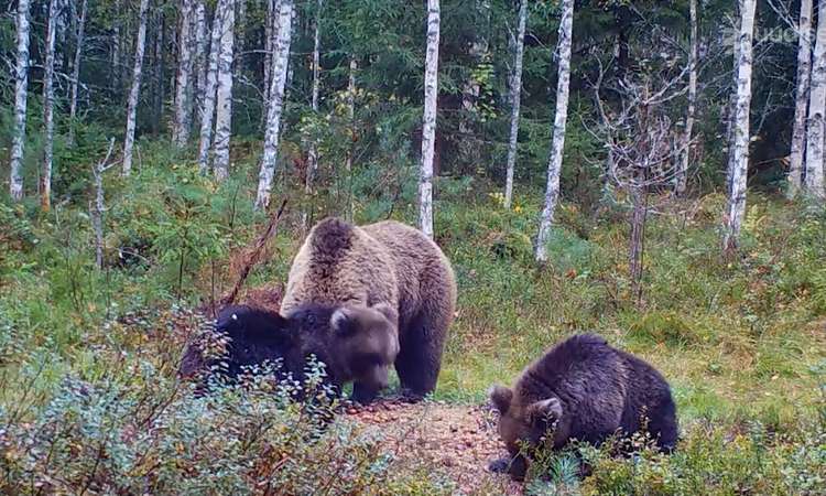 Kolm karupoega sattusid Harjumaal taluhoovi