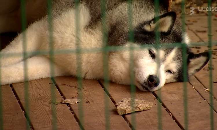 TV3 uudised: huskyd on tohutult sõbralikud ja erakordselt töökad