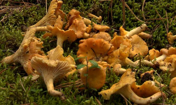 TV3 uudised: loodusmuuseumis laoti seened ritta 10.09.2026 Seenehooaeg on täies hoos ning metsad meelitavad eestlasi taas korvidega rajale. Kes aga tahab enne metsa minekut oma teadmisi proovile panna, saab seda teha värskelt avatud seenenäitusel, kus väljas on nii tuntud söögiseened kui ka tõeliselt üllatavad leiud. Reporter: Marie Kruse