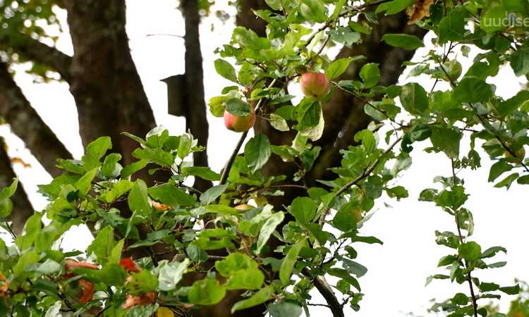 TV3 uudised: Metsavana: hilissuvi venib tänavu pikalt sügisesse
