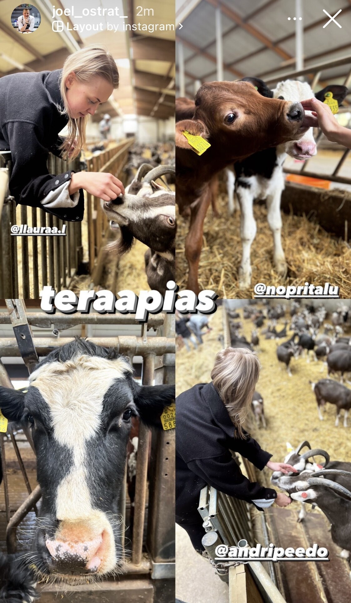 Joel Ostrat käis kallimaga Nopri talu lehmasid külastamas