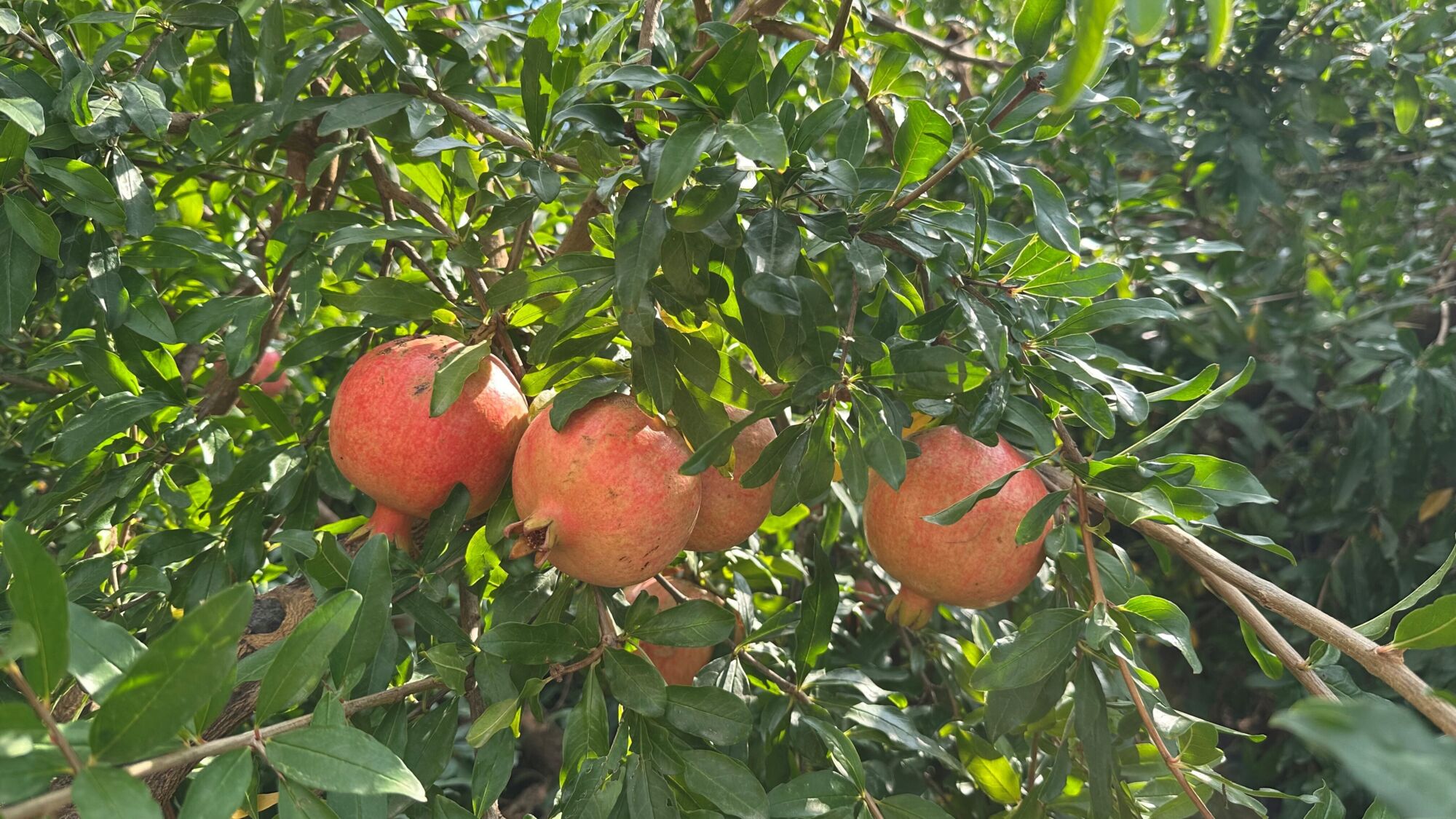 Granaatõunad