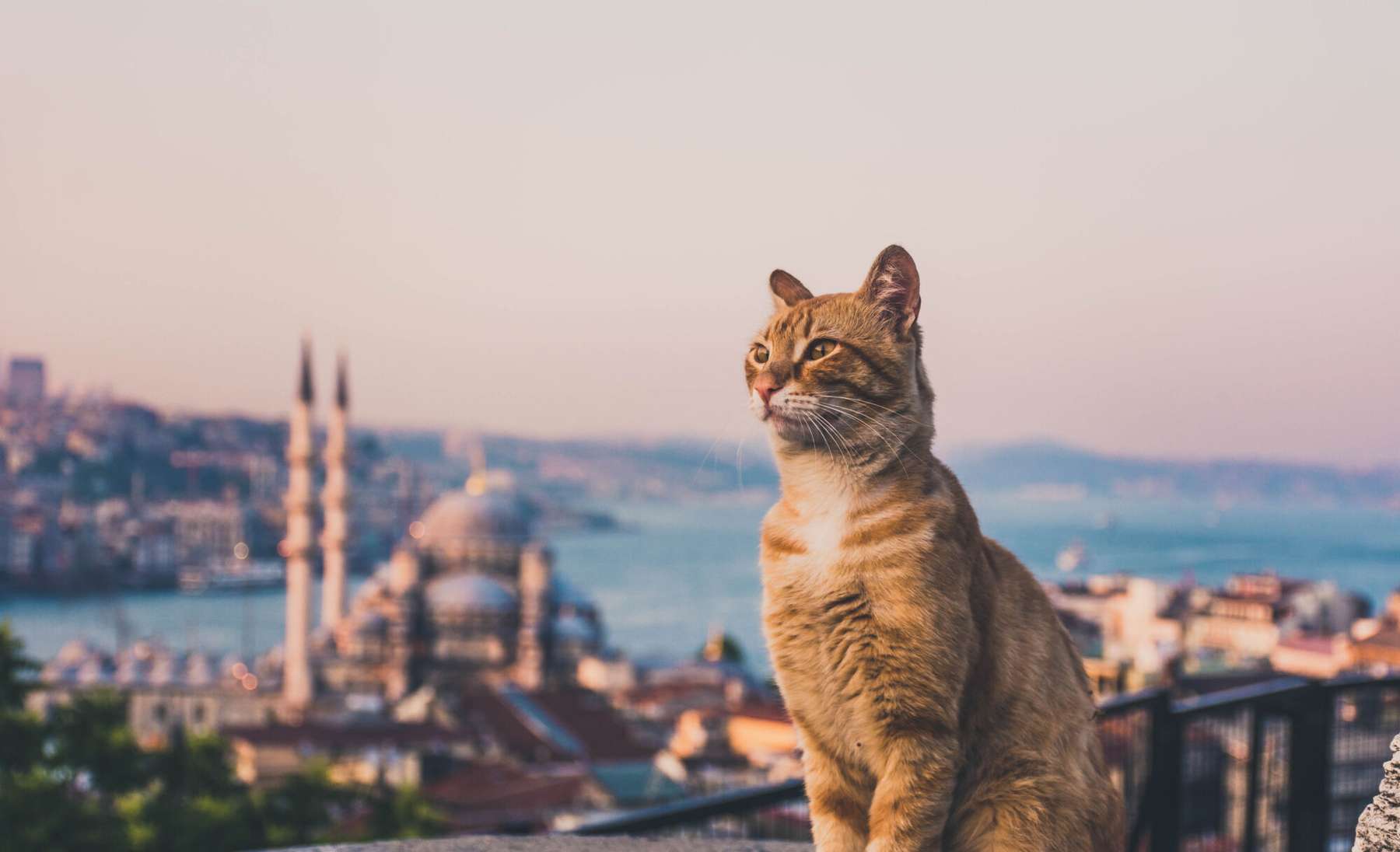Kass Istanbulis