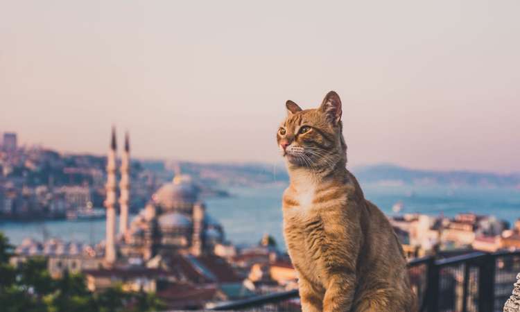 Kass Istanbulis